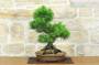 2 - Bonsai di Pino Nero Thunbergii (90)