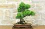 3 - Bonsai di Pino Nero Thunbergii (90)