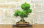 4 - Bonsai di Pino Nero Thunbergii (90)
