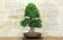 1 - Bonsai di Zelkova Parvifolia (13).