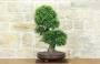 2 - Bonsai di Zelkova Parvifolia (13).