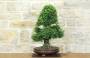 3 - Bonsai di Zelkova Parvifolia (13).