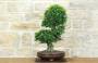 4 - Bonsai di Zelkova Parvifolia (13).
