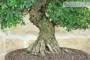 5 - Bonsai di Zelkova Parvifolia (13).