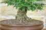6 - Bonsai di Zelkova Parvifolia (13).