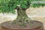 7 - Bonsai di Zelkova Parvifolia (13).