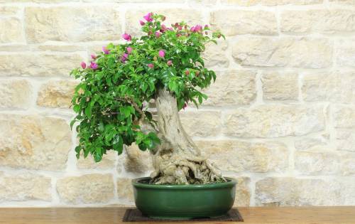 1 - Bonsai di Bougainvillea Spectabilis (140)