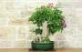 2 - Bonsai di Bougainvillea Spectabilis (140)