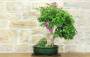 3 - Bonsai di Bougainvillea Spectabilis (140)