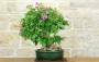 4 - Bonsai di Bougainvillea Spectabilis (140)