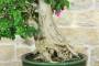 5 - Bonsai di Bougainvillea Spectabilis (140)