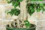 6 - Bonsai di Bougainvillea Spectabilis (140)