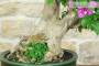 7 - Bonsai di Bougainvillea Spectabilis (140)