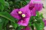 8 - Bonsai di Bougainvillea Spectabilis (140)