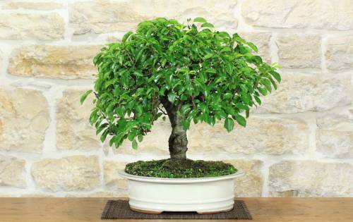 1 - Bonsai di Ciliegio Selvatico (178)