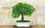 1 - Bonsai di Ciliegio Selvatico (178)