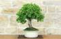 2 - Bonsai di Ciliegio Selvatico (178)