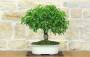 3 - Bonsai di Ciliegio Selvatico (178)
