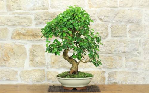 1 - Bonsai di Gelso (72)