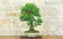 2 - Bonsai di Gelso (72)
