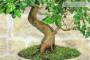 5 - Bonsai di Gelso (72)