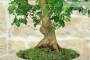 7 - Bonsai di Gelso (72)
