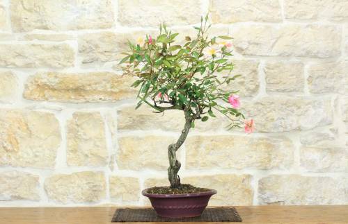 1 - Bonsai di Rosa Mutabilis (1)