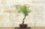 2 - Bonsai di Rosa Mutabilis (1)