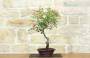 3 - Bonsai di Rosa Mutabilis (1)
