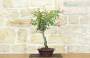 4 - Bonsai di Rosa Mutabilis (1)