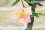6 - Bonsai di Rosa Mutabilis (1)