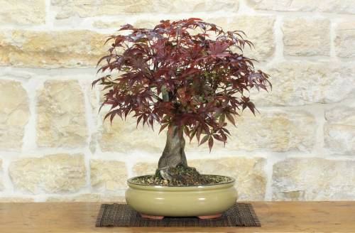 1 - Bonsai di Acero Palmato Atropurpureum (10)