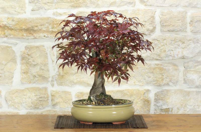 1 - Bonsai di Acero Palmato Atropurpureum (10)