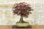 1 - Bonsai di Acero Palmato Atropurpureum (10)