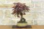 2 - Bonsai di Acero Palmato Atropurpureum (10)
