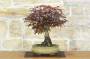 3 - Bonsai di Acero Palmato Atropurpureum (10)