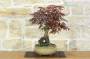 4 - Bonsai di Acero Palmato Atropurpureum (10)