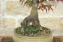 6 - Bonsai di Acero Palmato Atropurpureum (10)