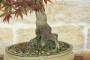 7 - Bonsai di Acero Palmato Atropurpureum (10)