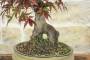 8 - Bonsai di Acero Palmato Atropurpureum (10)