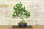 1 - Bonsai di Gardenia (2)
