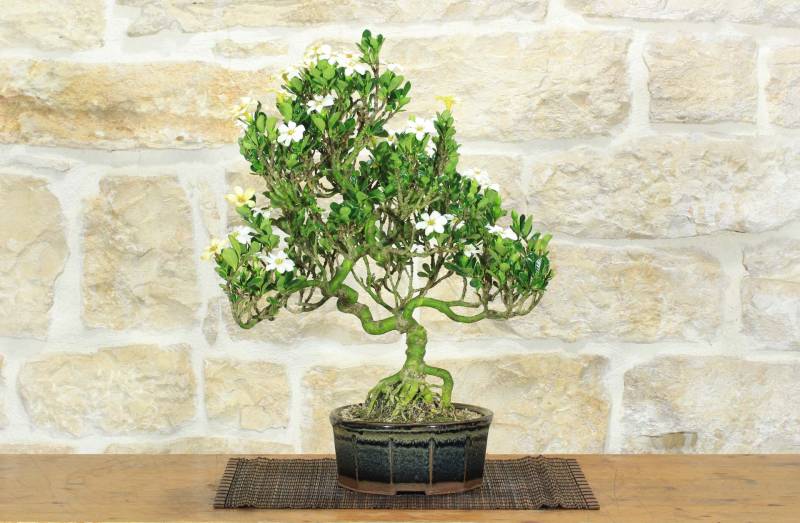 1 - Bonsai di Gardenia (2)