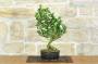 2 - Bonsai di Gardenia (2)