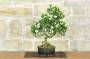 3 - Bonsai di Gardenia (2)