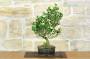 4 - Bonsai di Gardenia (2)