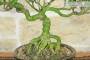 5 - Bonsai di Gardenia (2)