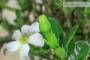 6 - Bonsai di Gardenia (2)