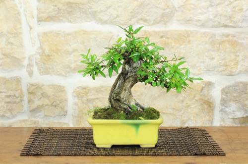 1 - Bonsai di Melograno (154)