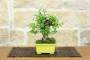 2 - Bonsai di Melograno (154)