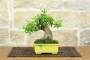 3 - Bonsai di Melograno (154)